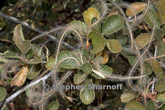 cercocarpus betuloides var betuloides 6 graphic